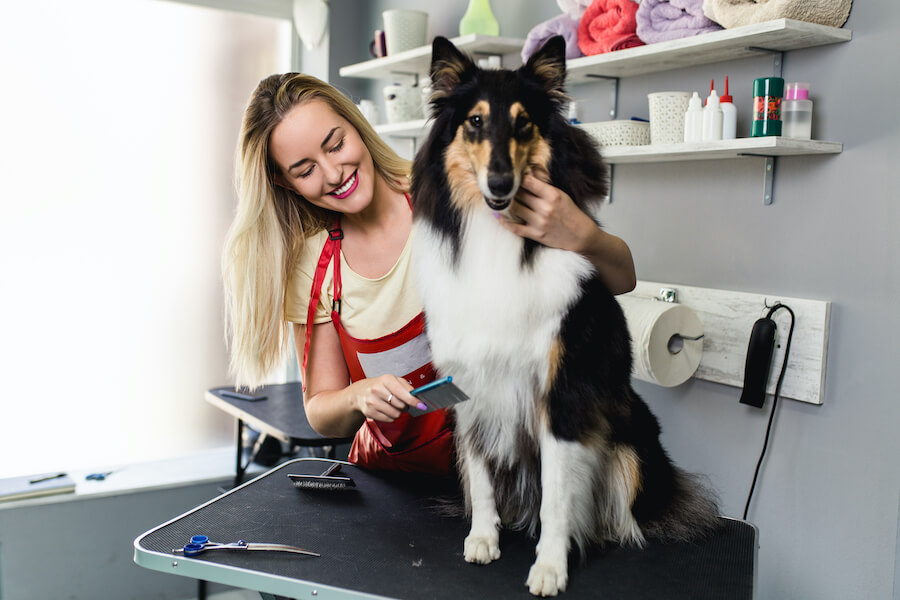 A dog groomer and dog at a business that leverages reliable pet grooming software. 