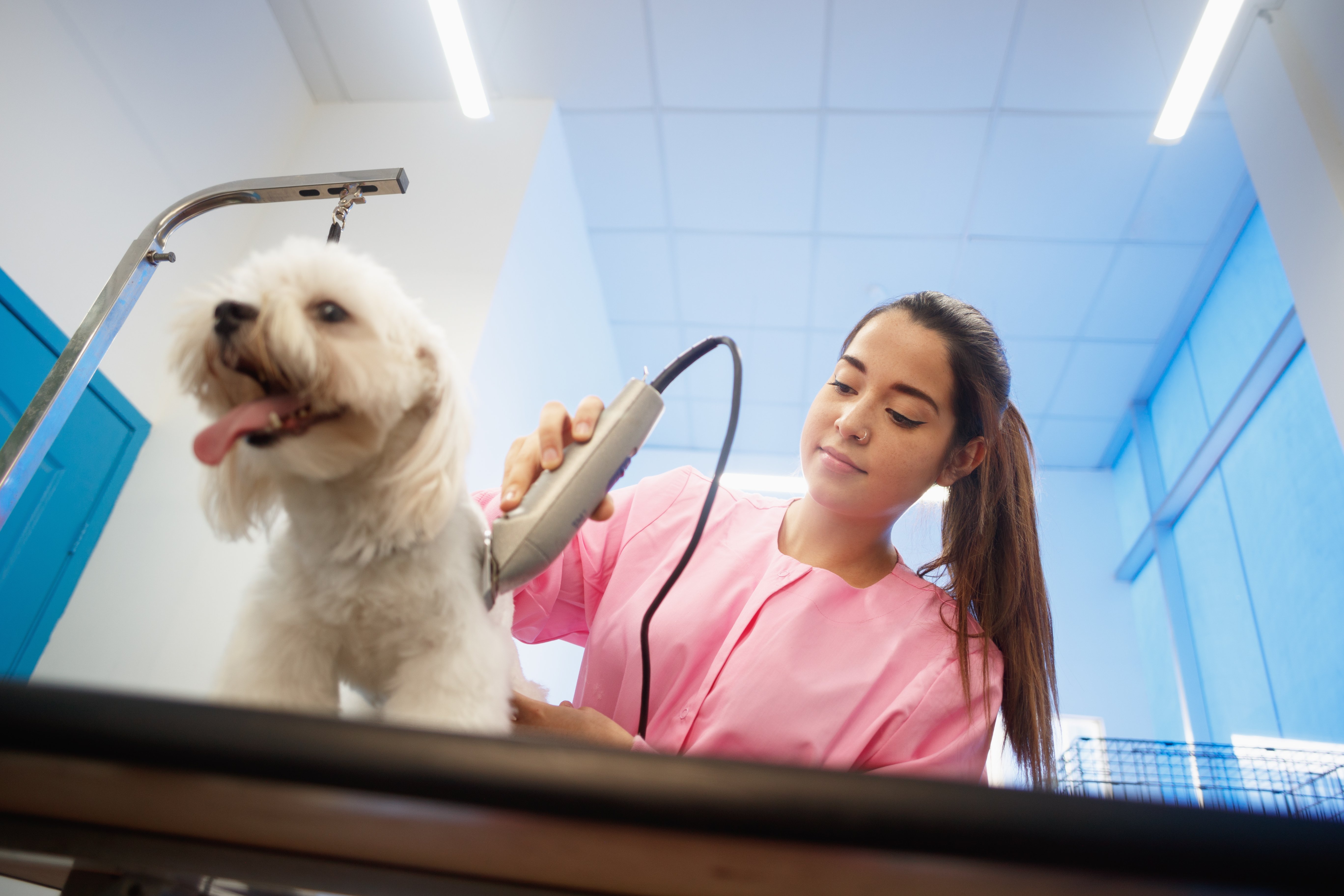 This woman is grooming a dog which represents the types of services that Gingr’s pet grooming software will help streamline.